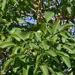 Il Rustico * Vicopisano