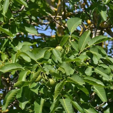Il Rustico * Vicopisano